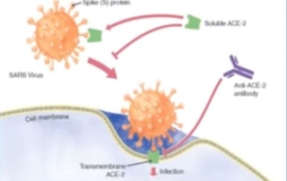 Coronavirus Re-Infection May Be Deadlier