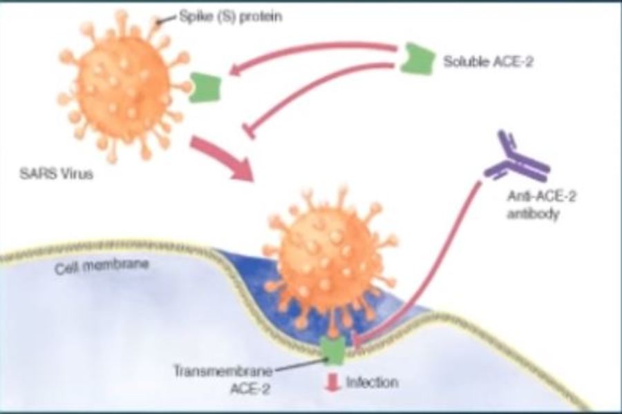 Coronavirus Re-Infection May Be Deadlier