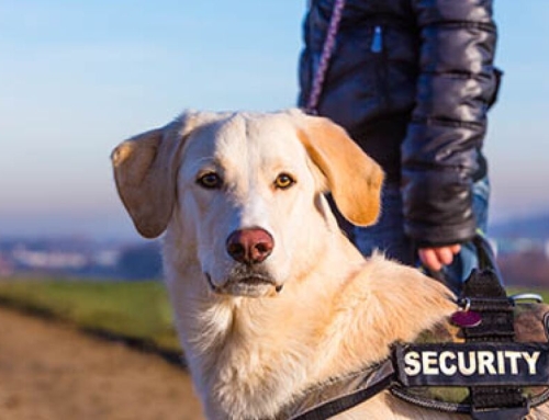 Business Deductions for Four-Legged Coworkers