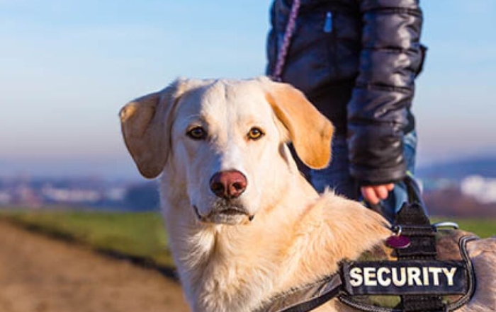 Business Deductions for Four-Legged Coworkers
